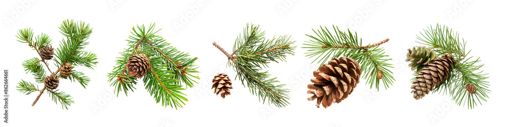 Set of green pine leaf branch with cone fruit isolated on white Set of green pine leaf branch with cone fruit isolated on white