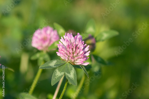 wild flowers in summer 