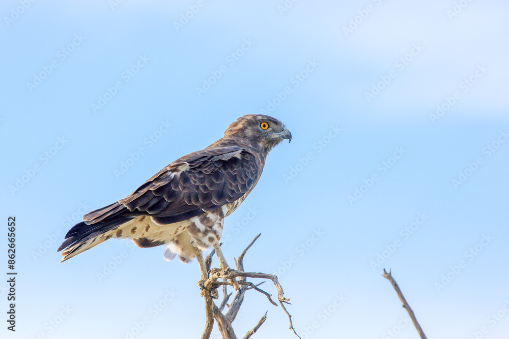 Kgalagadi Transfrontier Park one of the great parks of South Africa wildlife and hospitality in the Kalahari desert Kgalagadi Transfrontier Park one of the great parks of South Africa wildlife and hospitality in the Kalahari desert