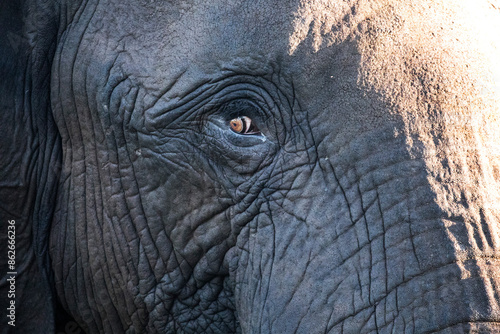 View of african elephant eye, victoria falls, matabeleland north, zimbabwe.