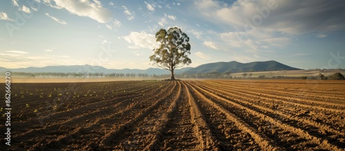 Field being plowed with a eucalyptus tree in the backdrop, providing a natural and serene copy space image. photo
