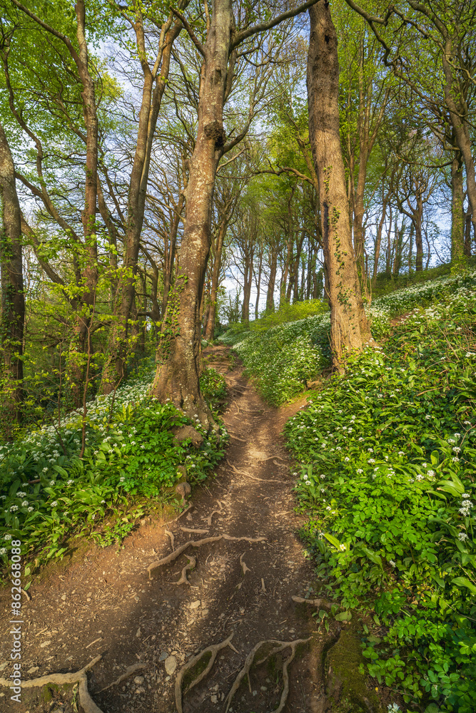 View of Woodlands, wild garlic, trees in springtime, Polkerris, Cornwall, United Kingdom. View of Woodlands, wild garlic, trees in springtime, Polkerris, Cornwall, United Kingdom.
