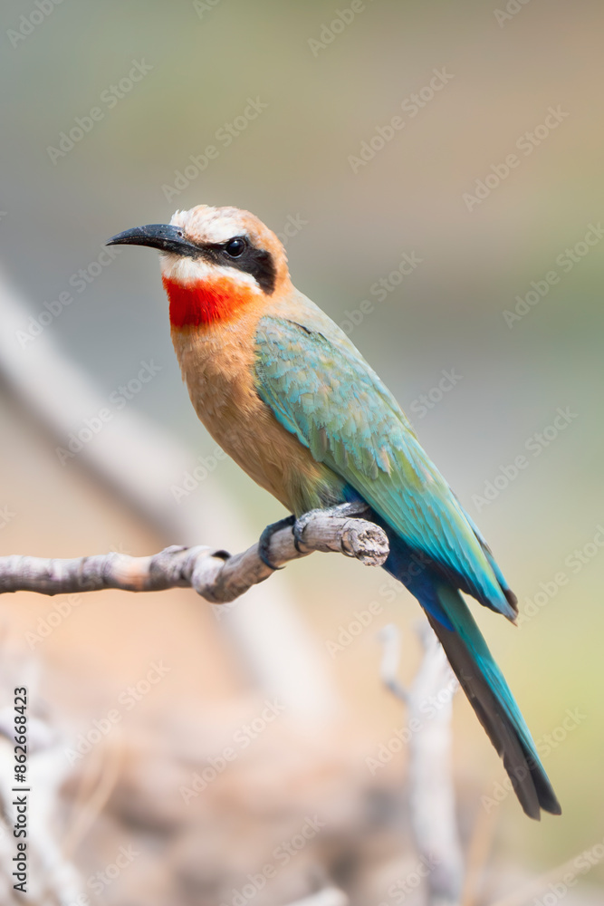 View of white-fronted bee-eater, close up, Kruger National Park, South Africa. View of white-fronted bee-eater, close up, Kruger National Park, South Africa.