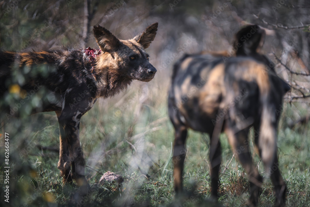 View of african wild dog in natural habitat, kruger national park, south africa. View of african wild dog in natural habitat, kruger national park, south africa.