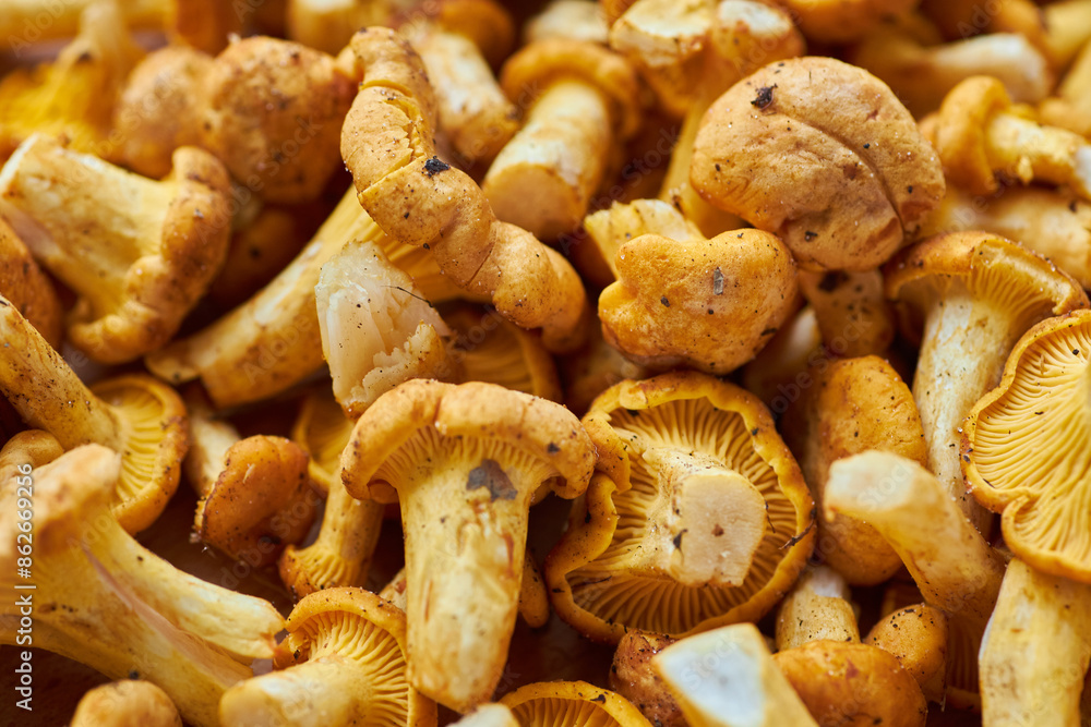 Mushroom Background. Chanterelles mushrooms just picked Mushroom Background. Chanterelles mushrooms just picked