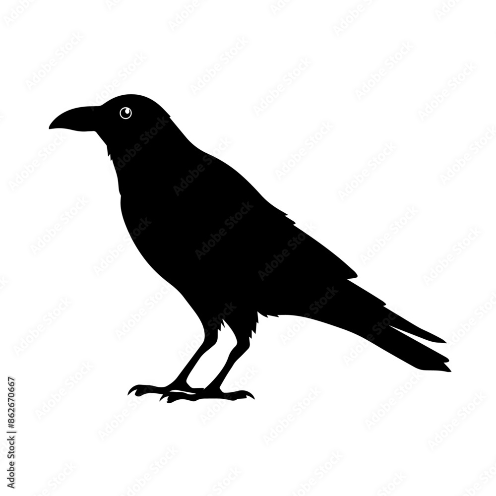 A black crow is standing on a white background A black crow is standing on a white background