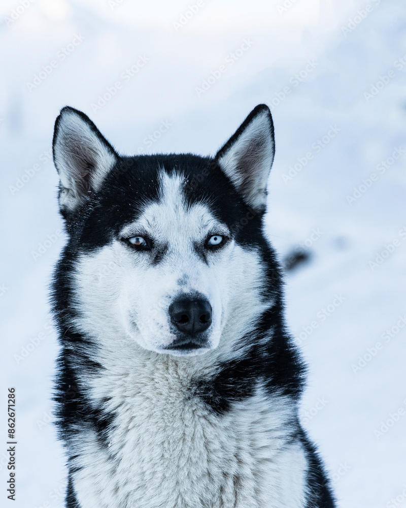 View of Siberian Husky in snowy winter landscape, Gudauri Ski Resort, Georgia. View of Siberian Husky in snowy winter landscape, Gudauri Ski Resort, Georgia.