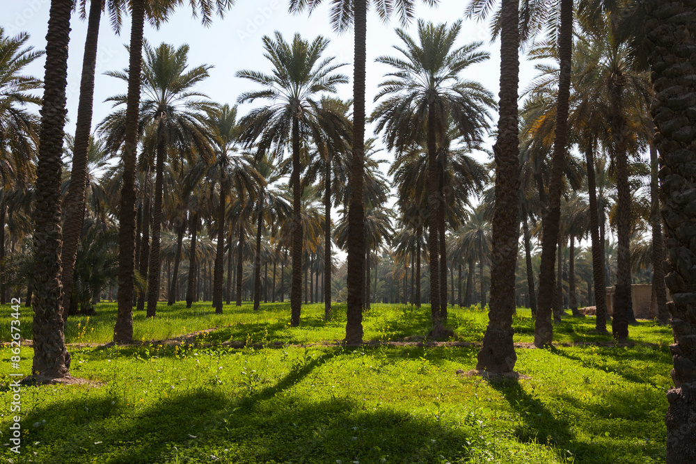 View of lush date orchard with tall date palms and greenery, Khairpur, Pakistan. View of lush date orchard with tall date palms and greenery, Khairpur, Pakistan.