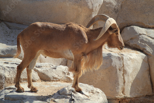 View of mountain goats at al ain zoo, united arab emirates.