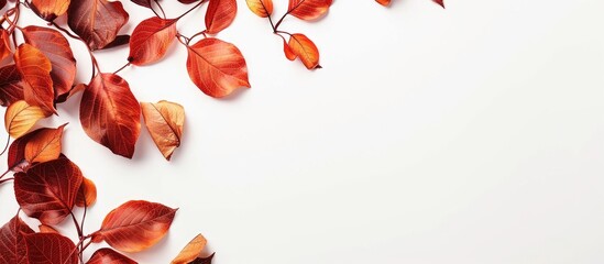 Fall leaves cascading over white background with ample copy space image.