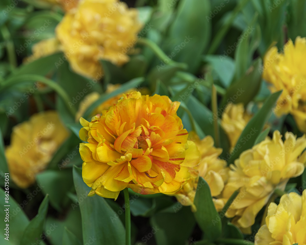 Exotic yellow blooming tulips. Spring landscape Exotic yellow blooming tulips. Spring landscape