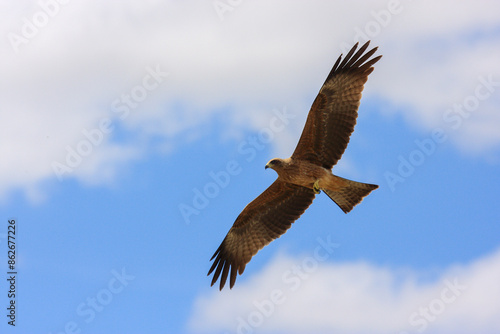 bird in hunter Kgalagadi Transfrontier Park one of the great parks of South Africa wildlife and hospitality in the Kalahari desert