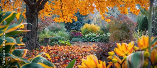 Beautiful fall scene in a garden with yellow tulip tree and American sweetgum leaves, perfect for a copy space image. photo