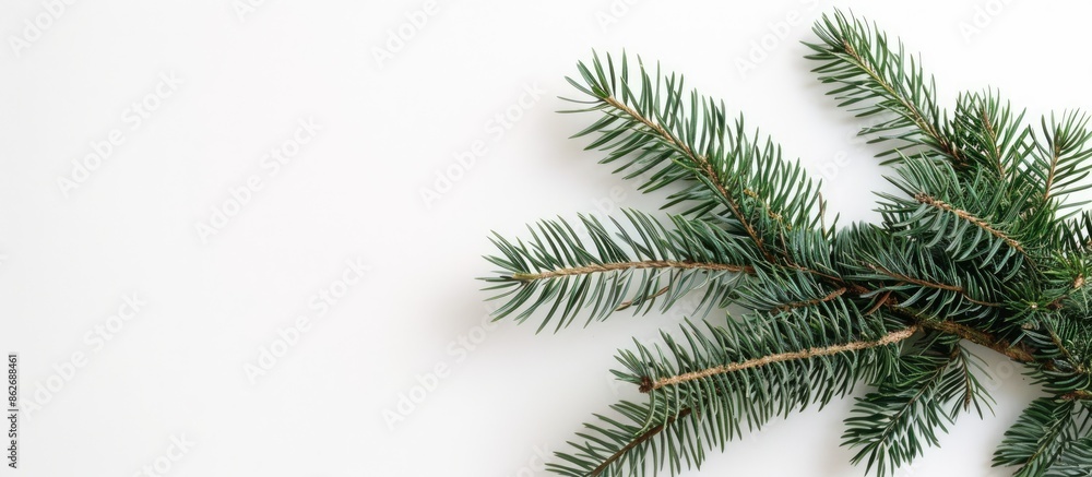 Horizontal copy space image featuring a Christmas tree branch on a white background. Horizontal copy space image featuring a Christmas tree branch on a white background.