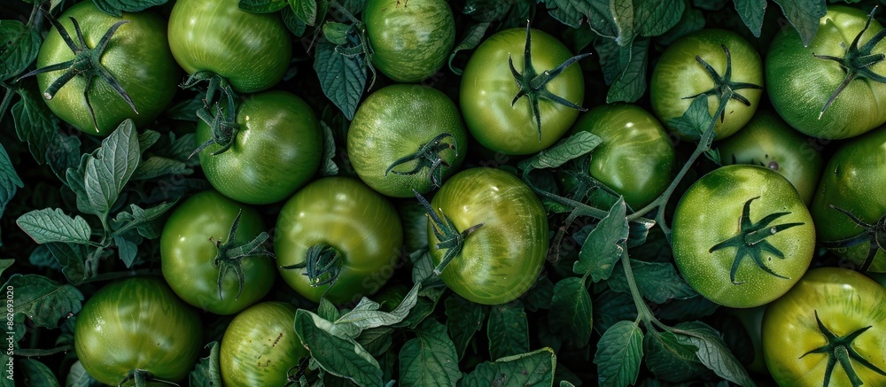 Fresh green tomatoes displayed in a garden with ample copy space image. Fresh green tomatoes displayed in a garden with ample copy space image.
