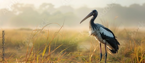 Asian openbill stork bird foraging for food in the fields with copy space image.