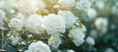 Fototapeta Naklejka Na Ścianę i Meble -  White roses in full bloom on a garden bush with copy space image.
