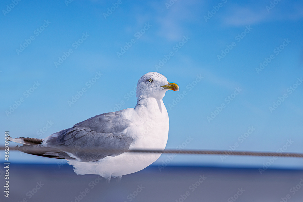 Obraz premium Beautiful seagull on the ship deck patiently waiting for food, watching over Baltic sea. Blue sky landscape in background. Birds and wildlife concept. Close up. Copy Space. Selective focus.