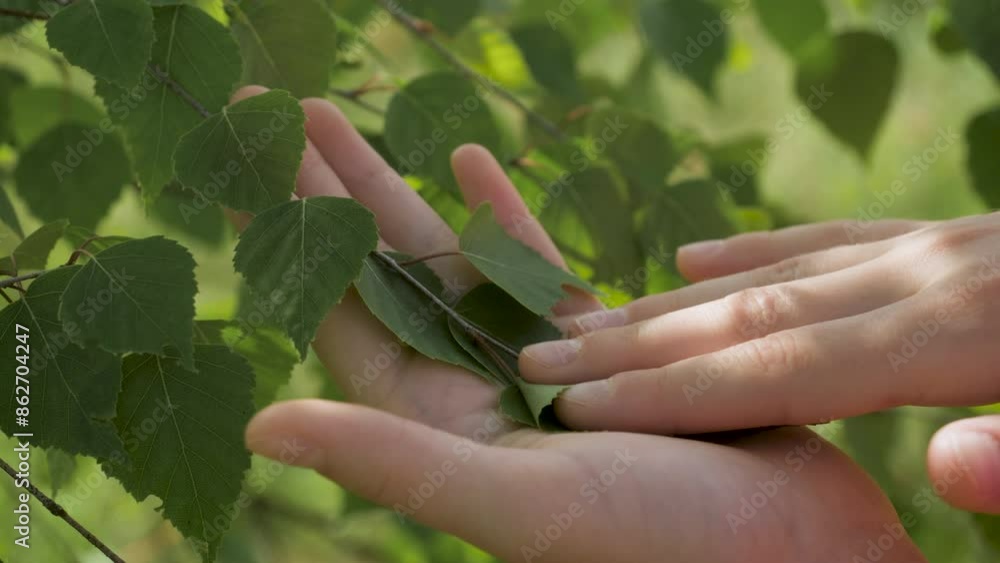 Child Touches Fresh Green Leaves Foliage on Birch Tree Branch in Spring. Close-up of Young Girl Stroking Her Fingers Surface Along Green Leaf. Female Hand Touching Leaf Birch of Nature With Sunlight. Child Touches Fresh Green Leaves Foliage on Birch Tree Branch in Spring. Close-up of Young Girl Stroking Her Fingers Surface Along Green Leaf. Female Hand Touching Leaf Birch of Nature With Sunlight.