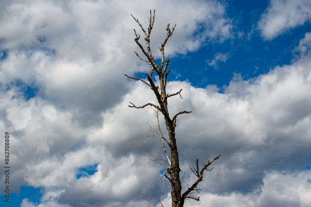 Dried birch trunk against a background of white clouds