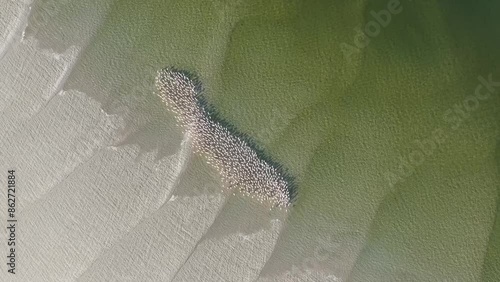 Aerial view of Flamingos in serene coastal habitat, Vilanculos, Mozambique. photo