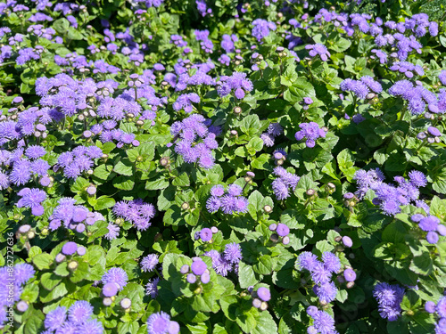 Gauston's ageratum in summer, background
 photo