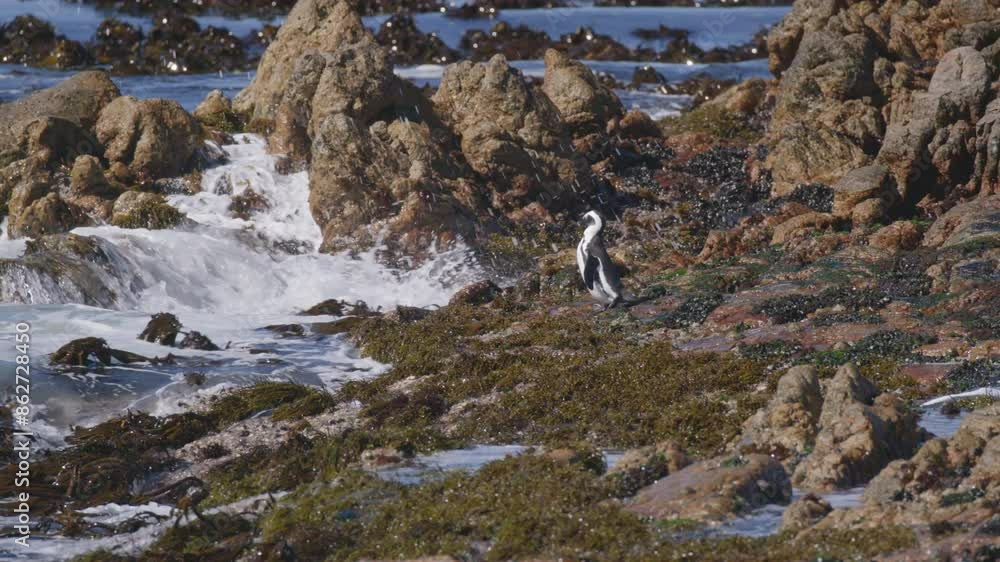 African Penguin in Slow Motion Walks to Rocky Shore Then Dives in Water African Penguin in Slow Motion Walks to Rocky Shore Then Dives in Water