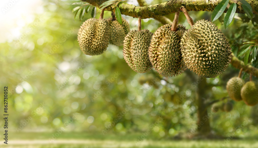 Durian fruit hanging on tree in durian farm. Durian fruit hanging on tree in durian farm.