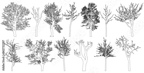 Bare trees contour, set. Beautiful leafless trees.  Vector illustration