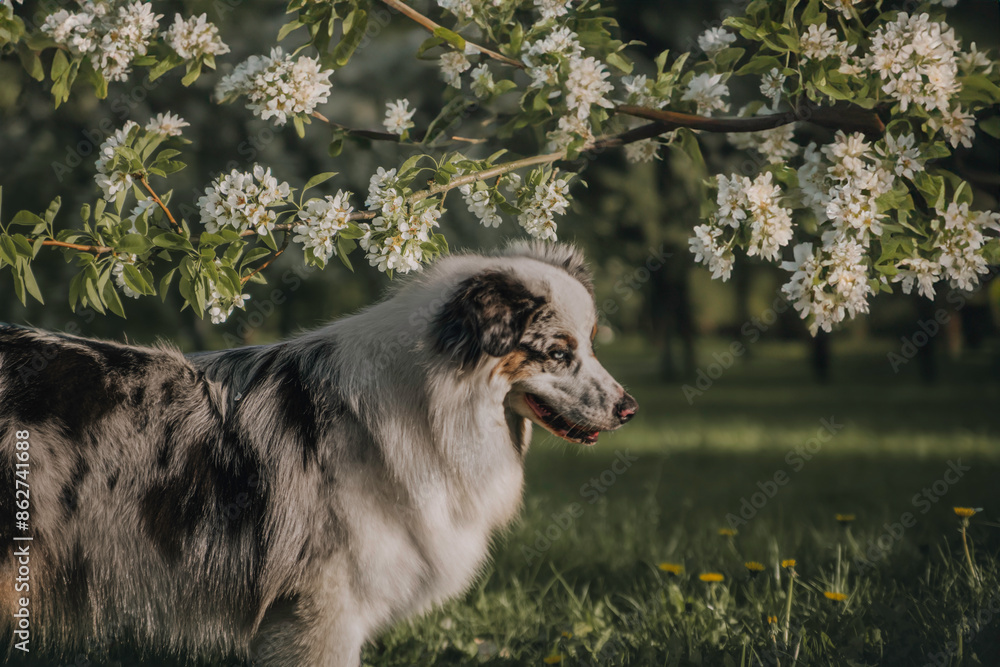 Fototapeta premium Close-up portrait of a funny female marbled australian shepherd among blooming apple orchards against the backdrop of the setting sun