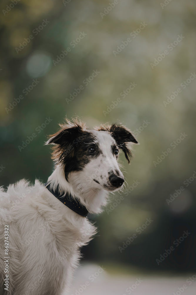 Fototapeta premium Portrait of happy beige dog breed russian borzoi running in the violet flowers field in summer.
