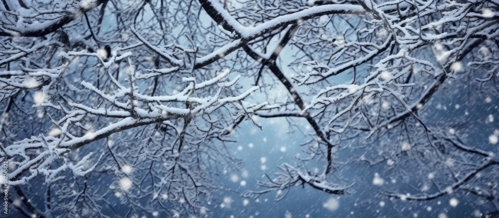 Snowy Branches Against a Blurry Sky Snowy Branches Against a Blurry Sky