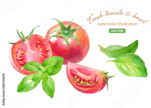 ジューシーなトマトとバジルの水彩イラスト。夏野菜。（ベクター。レイアウト変更可能）