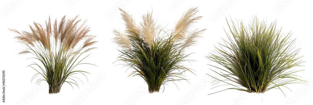 Ornamental Grasses in Various Shapes and Textures Ornamental Grasses in Various Shapes and Textures