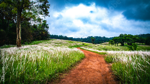 Both sides of the road leading to the Nong Phak Chi Animal Watching Hall are filled with beautiful white grass flowers at Nong Phak Chi, Khao Yai National Park, Thailand.