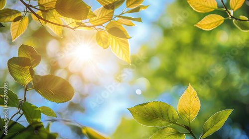 Close view of tree foliage through which sun rays break through