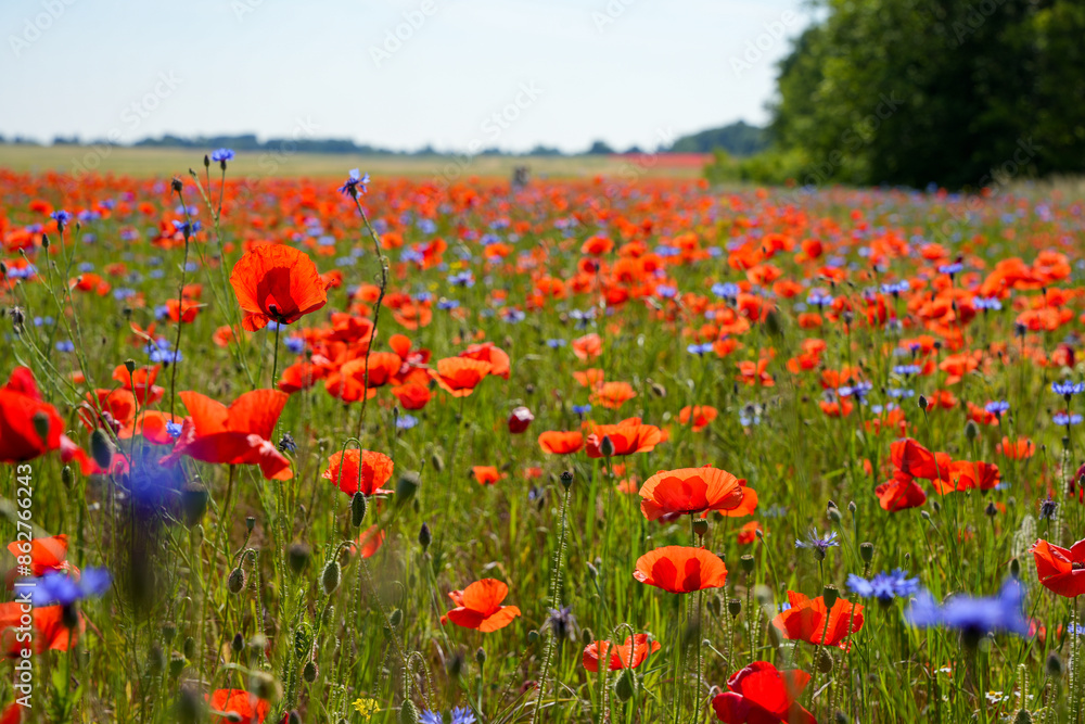 A field of red and blue flowers with a blue sky in the background A field of red and blue flowers with a blue sky in the background