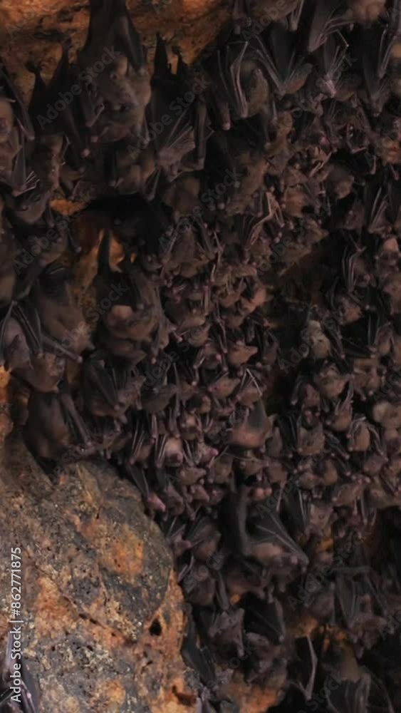 A huge cluster, a flock of bats in a cave. Bats on the island of Bali. National untouchable symbol. Vertical shot. A huge cluster, a flock of bats in a cave. Bats on the island of Bali. National untouchable symbol. Vertical shot.