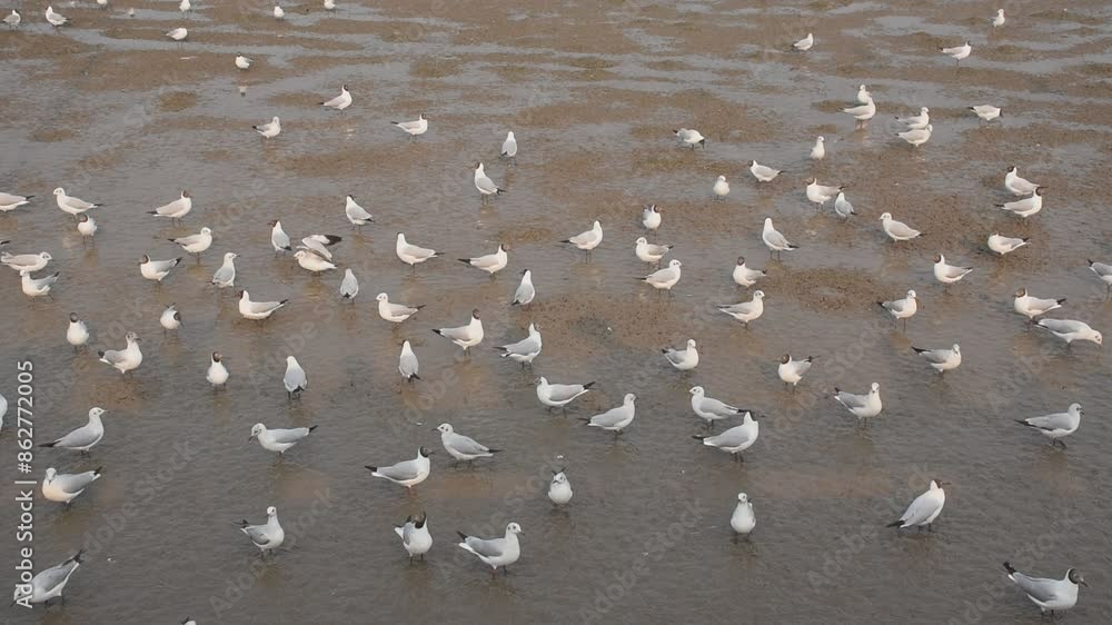 seagull flying to feeding food on sea at Bang poo travel location in Thailand seagull flying to feeding food on sea at Bang poo travel location in Thailand