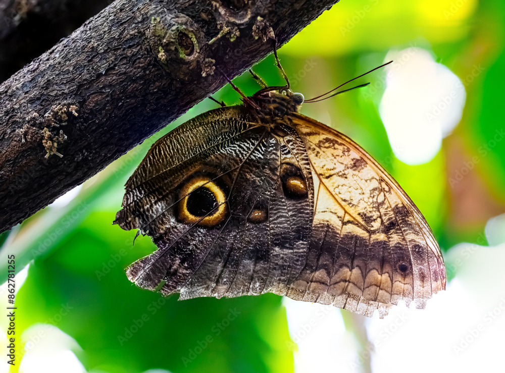 Fototapeta premium schöner Schmetterling an einem Baum