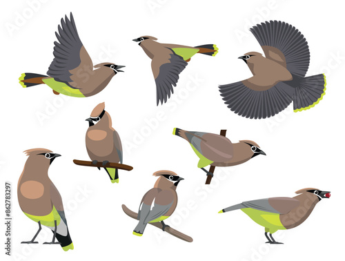 Waxwing Bird Various Poses Sequence Cartoon Vector Character