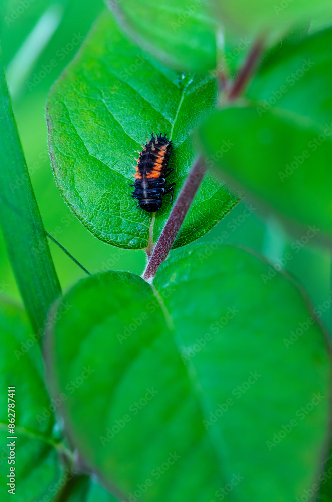 kleiner Käfer auf einem Blatt kleiner Käfer auf einem Blatt
