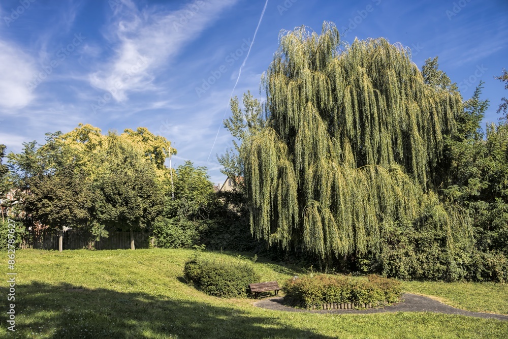 wolmirstedt, deutschland - idyllischer stadtpark mit einer weide