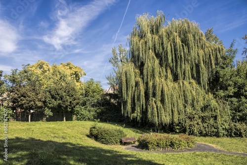 Obraz na płótnie wolmirstedt, deutschland - idyllischer stadtpark mit einer weide w salonie