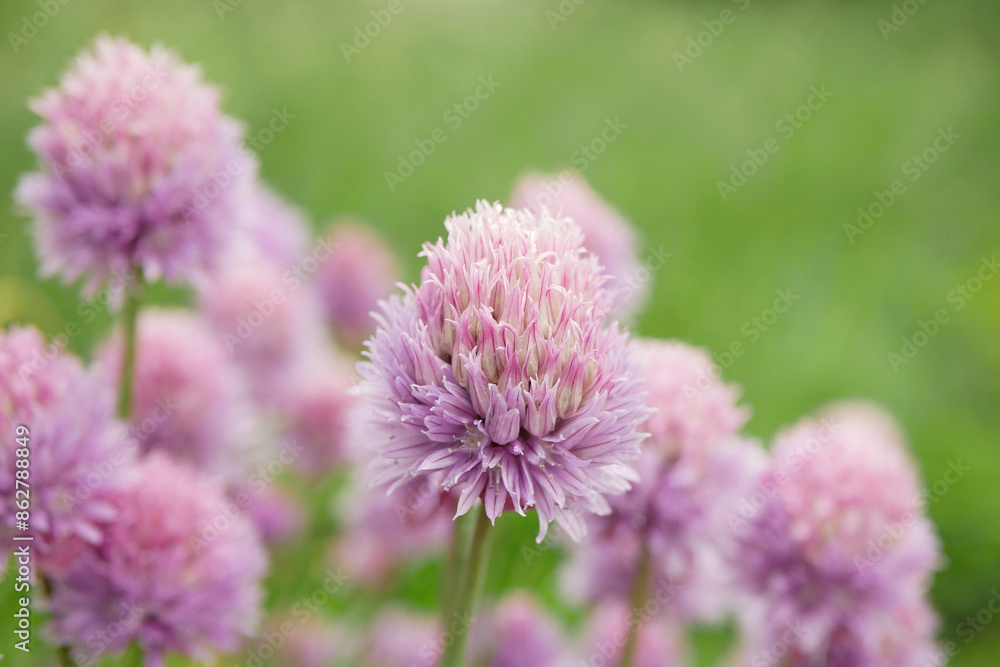 Chive Allium schoenoprasum flower purple flowers blooming plant closeup chives kitchen herb. Nectar for pollinators european, popular vegetable ornamental, tastes great chopped spice salads Europe Chive Allium schoenoprasum flower purple flowers blooming plant closeup chives kitchen herb. Nectar for pollinators european, popular vegetable ornamental, tastes great chopped spice salads Europe