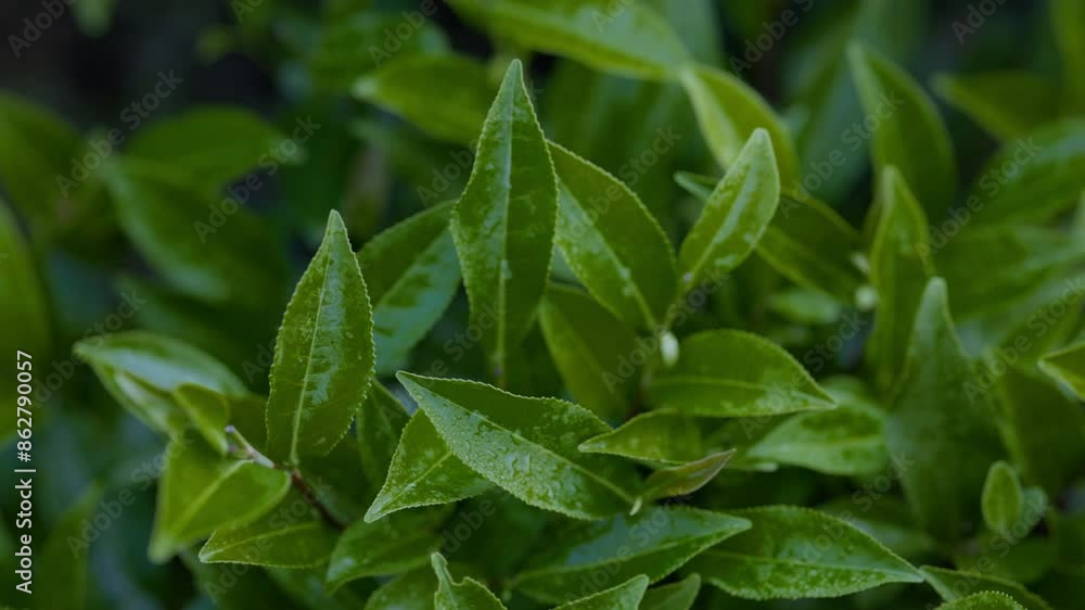 Tea leaves. Young green leaves on the tea bush close up. Tea bush on plantations in morning light. Raw materials for tea production plantations in the mountains. Slow motion video ProRes 422 10 bit Tea leaves. Young green leaves on the tea bush close up. Tea bush on plantations in morning light. Raw materials for tea production plantations in the mountains. Slow motion video ProRes 422 10 bit