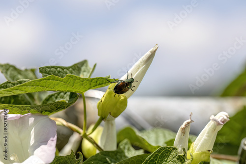 Quadro em tela The Japanese beetle (Popillia japonica) is a species of scarab beetle on morning