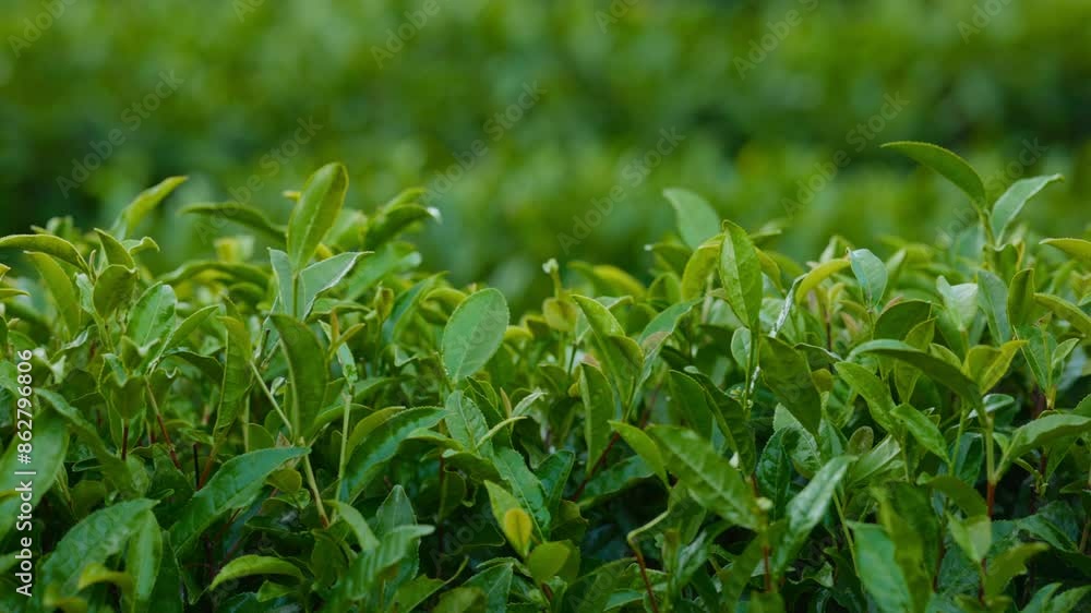 Tea leaves. Young green leaves on the tea bush close up. Tea bush on plantations in morning light. Raw materials for tea production plantations in the mountains. Slow motion video ProRes 422 10 bit Tea leaves. Young green leaves on the tea bush close up. Tea bush on plantations in morning light. Raw materials for tea production plantations in the mountains. Slow motion video ProRes 422 10 bit