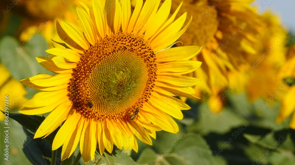 Yellow blooming flower with honey bee. Provence in France. Slow motion