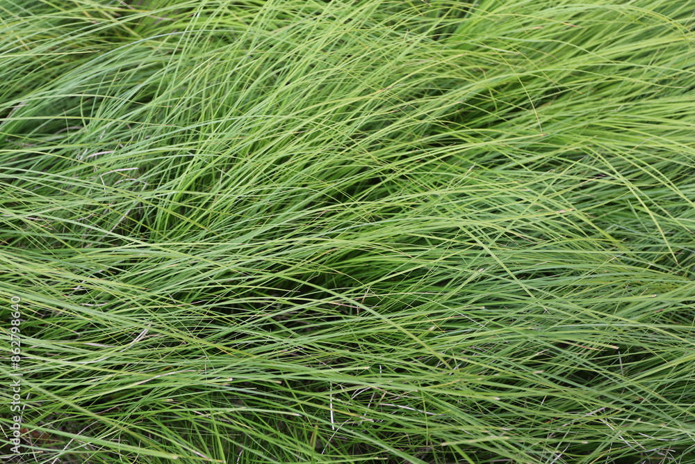 Carex balayé par le vent Carex balayé par le vent